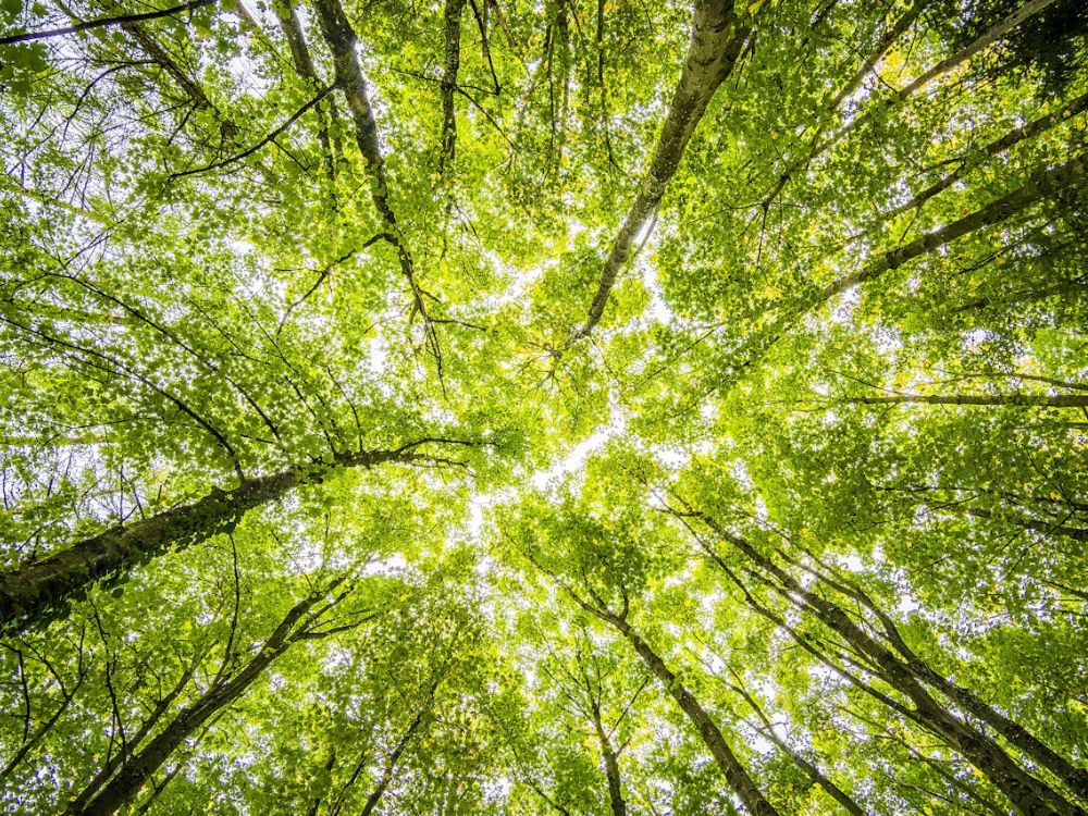 sunny forest